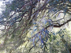 Maytenus acuminata