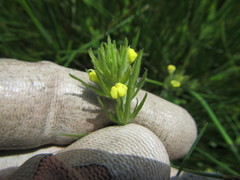 Castilleja tenuis