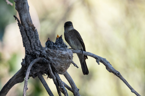 Western Wood-Pewee, Adams County, CO, USA, photo 10 of 10