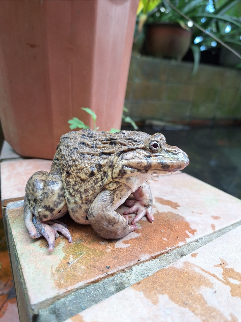 East Asian Bullfrog from 香港大埔工業邨 on November 22, 2024 at 01:41 PM by ...