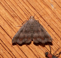 Phalaenostola larentioides