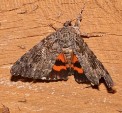 Catocala umbrosa
