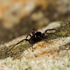 Mallinella annulipes
