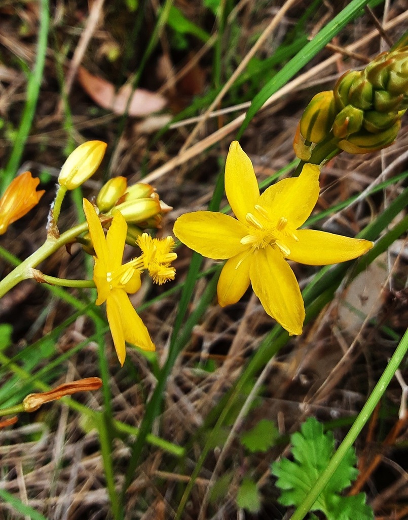 Bulbine Lily from Nullo Mountain NSW 2849, Australia on November 15 ...