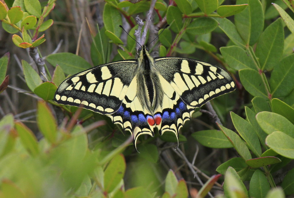 Papilio