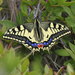 Papilio - Photo (c) Keith Yates, μερικά δικαιώματα διατηρούνται (CC BY-NC), uploaded by Keith Yates