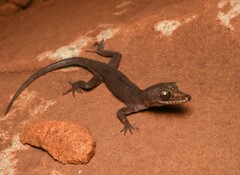 Black Pilbara Gecko photo 2