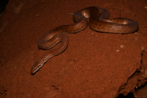 Pygmy Python sighting