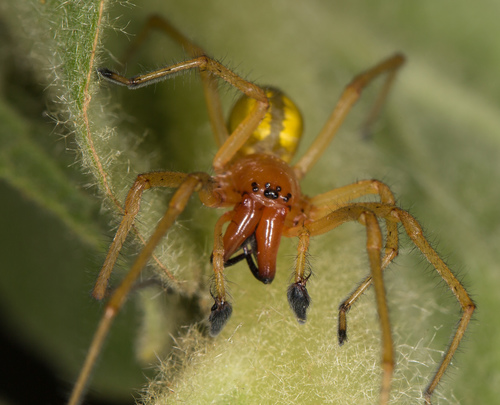 European Yellow Sac Spider