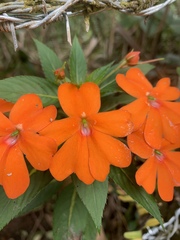 Impatiens hawkeri