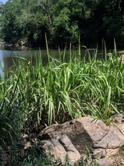 Zizaniopsis miliacea