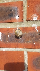Cornu aspersum