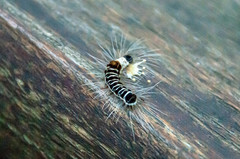 Euproctis kanshireia