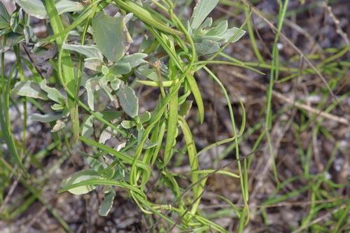 Image of Pattalias palustris by (c) Michelle W. （鍾偉瑋）, some rights reserved (CC BY)