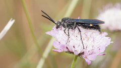 Laeviscolia frontalis