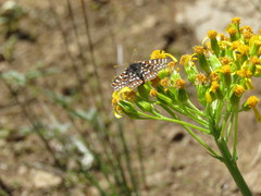 Euphydryas editha bingi