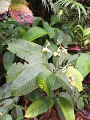 Chestnut-leaved Schumacheria (Schumacheria castaneifolia)