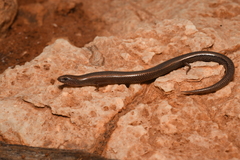 Cape Range Slider photo 1