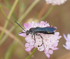 Laeviscolia frontalis