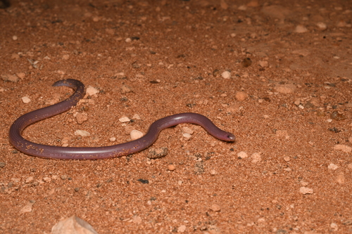 Photo of a Pale-headed Blind Snake (Anilios hamatus)