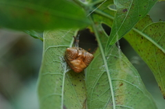 Cyrtarachne inaequalis