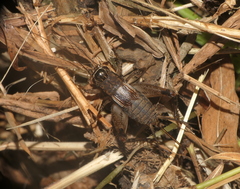 Loxoblemmus appendicularis