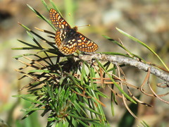 Euphydryas editha aurilacus
