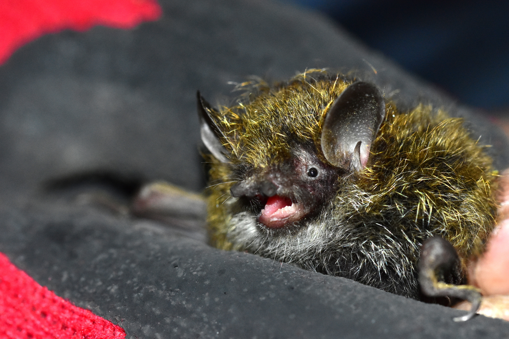 Little Tube-Nosed Bat photo 2