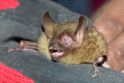 Hutton's tube-nosed bat (Murina huttonii) — Data Deficient Mammalia