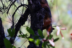 Sciurus nayaritensis
