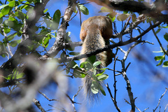 Sciurus nayaritensis