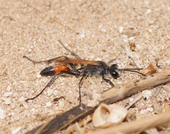 Podalonia tydei suspiciosa