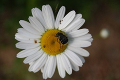 Trichiotinus assimilis