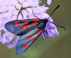 Zygaena angelicae