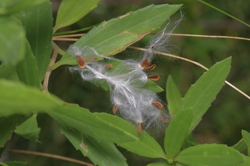 Image of Pattalias palustris by (c) Michelle W. （鍾偉瑋）, some rights reserved (CC BY)
