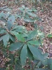 Englerophytum natalense