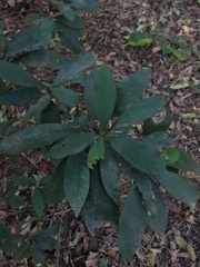 Englerophytum natalense