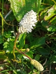 Sanguisorba tenuifolia