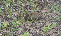 Clethrionomys gapperi