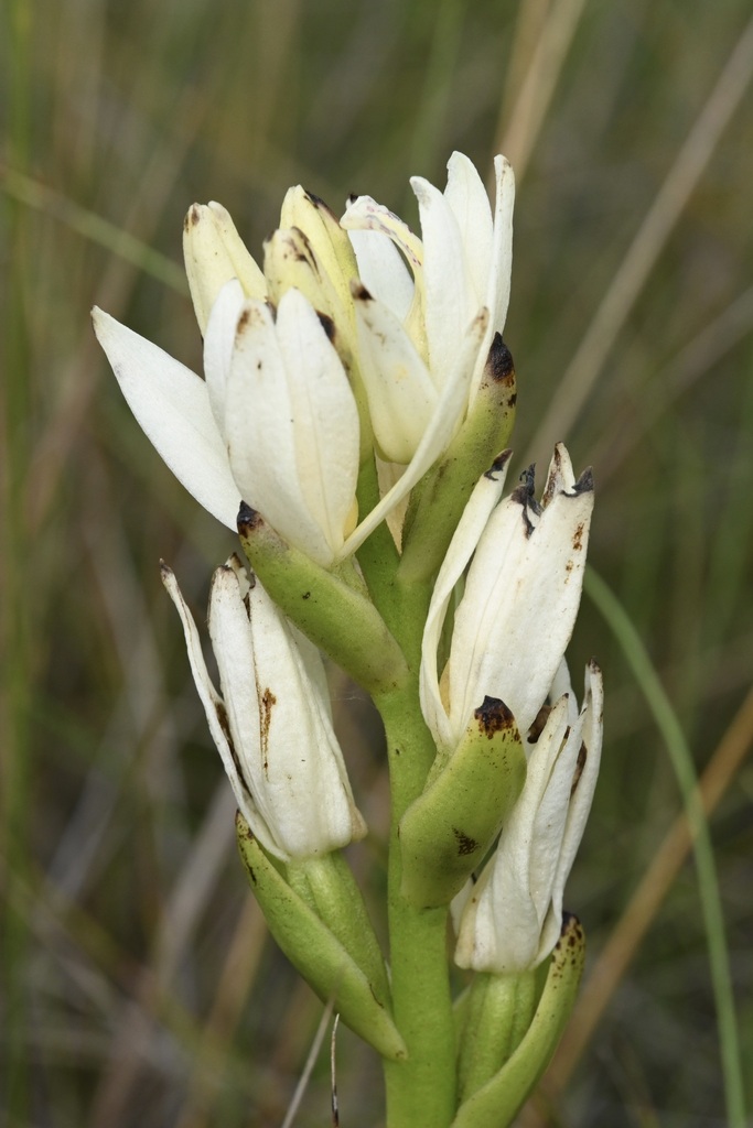 Calanthe africana