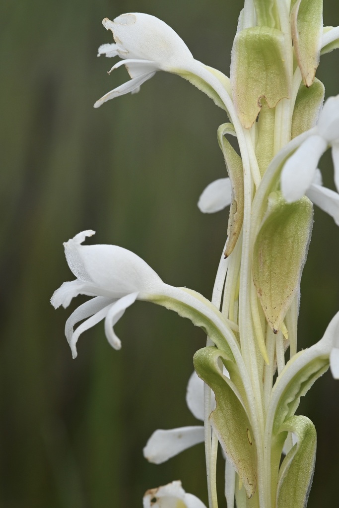 Satyrium buchananii