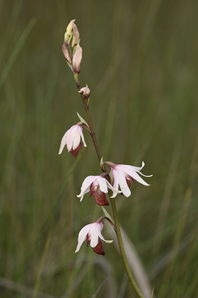 Eulophia trilamellata