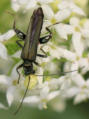 Oedemera virescens