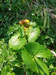 Ligularia hodgsonii