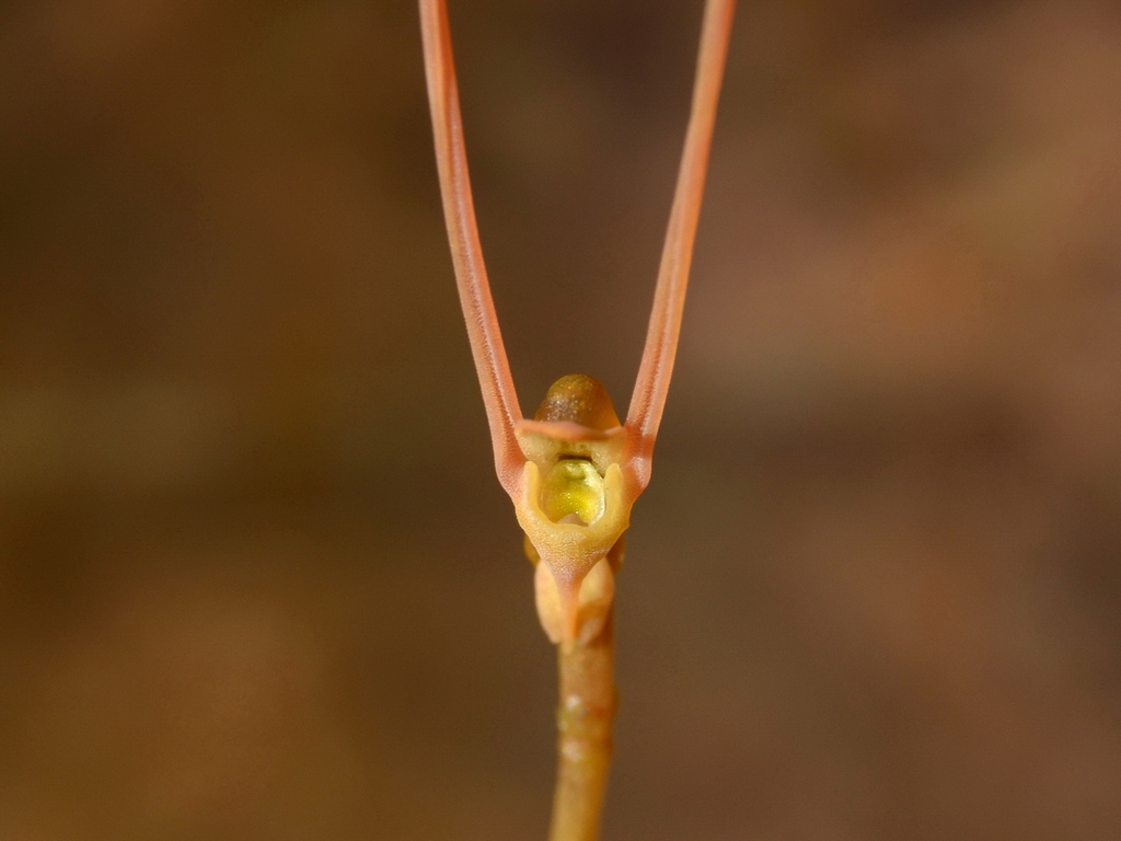 Utricularia dunstaniae F.E.Lloyd 4