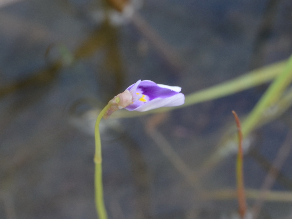Utricularia hamiltonii F.E.Lloyd 4