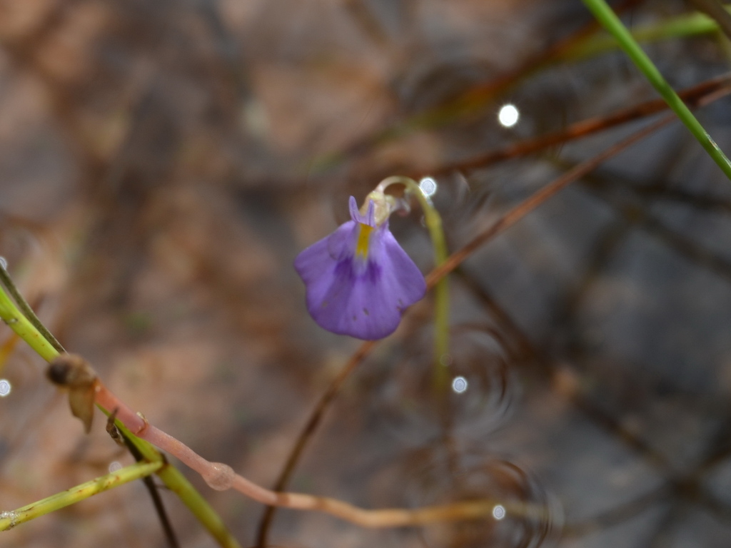 Utricularia hamiltonii F.E.Lloyd 3