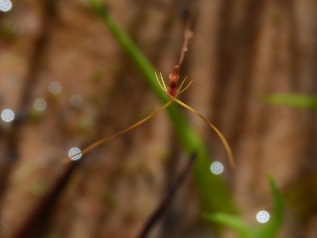 Utricularia capilliflora F.Muell. 3