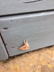 Phlogophora meticulosa