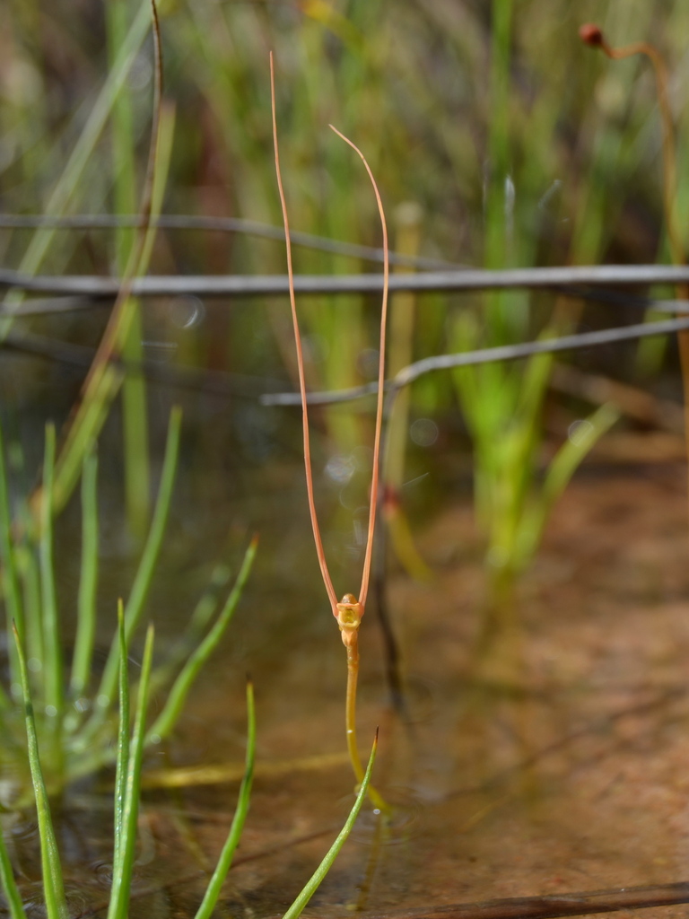 Utricularia dunstaniae F.E.Lloyd 3